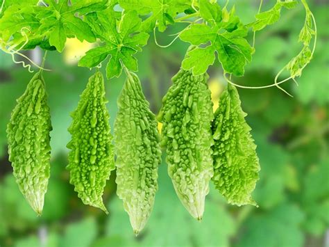 How to Grow Karela Bitter Gourd: Facts, Benefits, Expert Care Tips ...