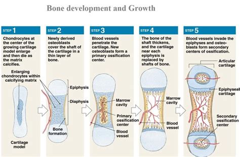 BONE DEVELOPMENT – Karuna Yoga Vidya Peetham Bangalore