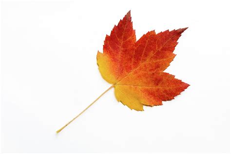 Red Sugar Maple Leaf on White Background Photograph by Michael Russell