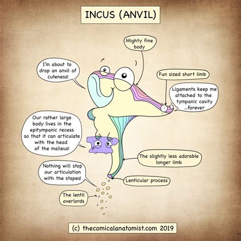 The Incus - The Comical Anatomist