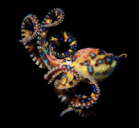 Animal Guide: Blue-Ringed Octopus | Nature | PBS | Ocean creatures, Octopus, Animal guides