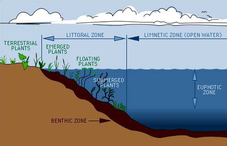 Inland lake habitats critical to maintaining healthy lake ecosystems - Lakes, Streams & Watersheds