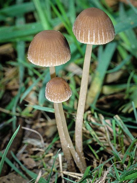 Psathyrella - Alchetron, The Free Social Encyclopedia