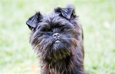 Affenpinscher Breed Guide: Small Dogs With Big Personality | LoveToKnow ...