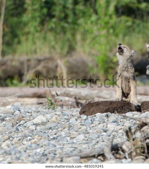 Gray Wolf Pup Howling Stock Photos and Pictures - 135 Images | Shutterstock