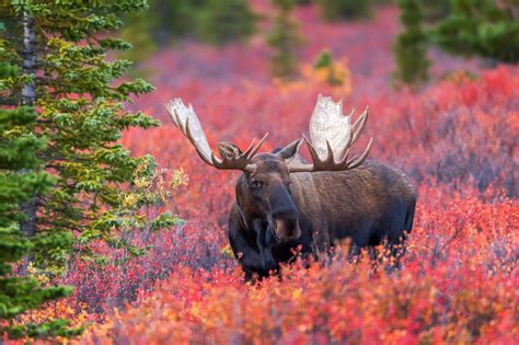 Alaska Moose In Fall Tundra Fine Art Photo Print For Sale | Photos by Joseph C. Filer