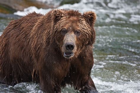 Coastal Brown Bears of Katmai National Park, Alaska [pics] - Matador ...