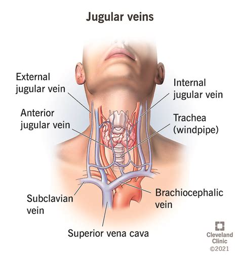 Nuovo anno lunare Culo Ancora jugular bulb anatomy Obligate beneficenza acido