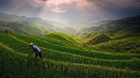 Technological innovation contributing to China's agricultural growth ...