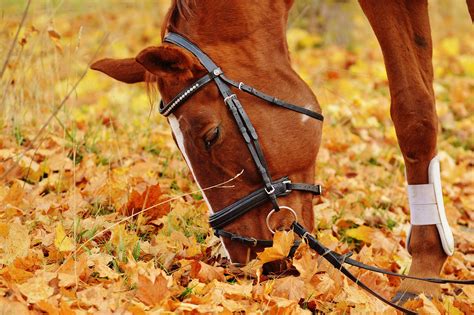 Autumn Horse Wallpapers - Top Free Autumn Horse Backgrounds ...