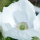 Buy anemone bulbs ( syn The Bride ) Anemone coronaria (De Caen Group ...