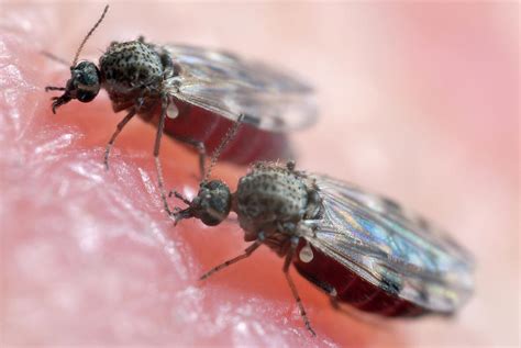 Biting Midges Photograph by Sinclair Stammers/science Photo Library ...