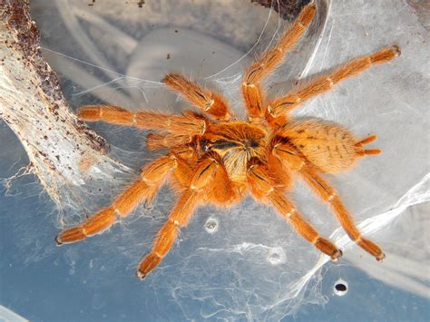 My not-so-camera-shy OBT (Orange Baboon Tarantula) : r/spiders