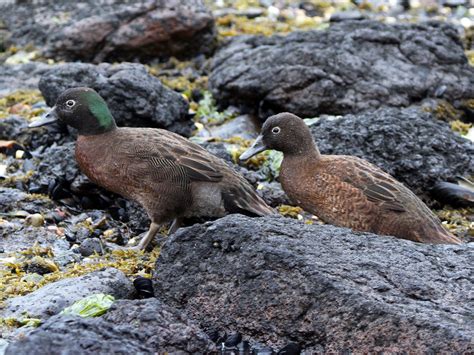 Campbell Islands Teal - eBird