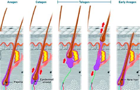 Normal hair physiology: hair cycles through anagen (growth phase),... | Download Scientific Diagram