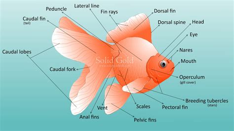 Gfscorner (金鱼堂): Goldfish Anatomy