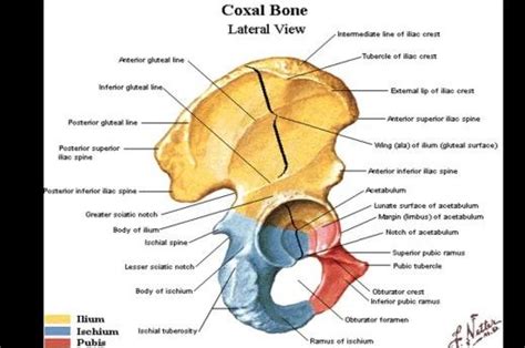 Coxa Anatomy - Anatomy Book