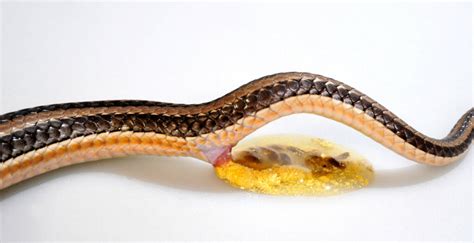 The Ultimate Snake Poop Guide – Reptile Craze