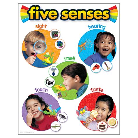 Trend Enterprises Five Senses Learning Chart | T-38051 – SupplyMe