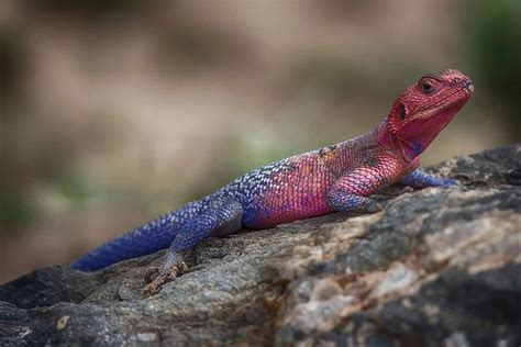 Agama Lizard: Characteristics, Diet, Facts & More [Fact Sheet]