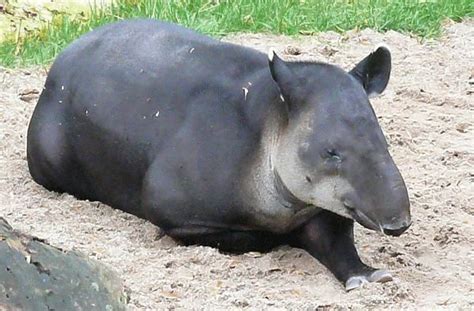 Baird's Tapir | Bairds Tapir Wild Animals, Farm Animals, Rhinos, Baird, Hippopotamus, Extinction ...