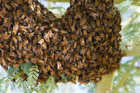 Study Shows Africanized Bees Continue to Spread in California