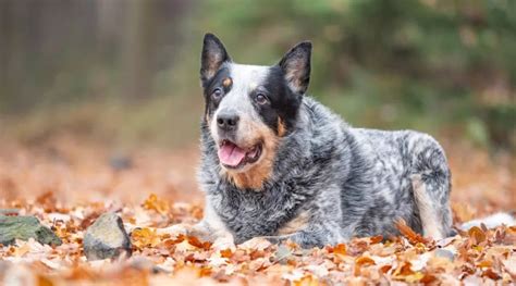 Corgi Blue Heeler Mix: Get To Know Your Champ