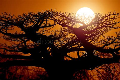 Baobab Tree Sunset with Sun. Orange Madagascar Landscape Stock Photo - Image of nature ...