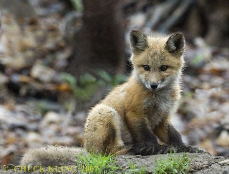 Fox pup...so cute! | Fox pups, Puppy friends, Nature animals