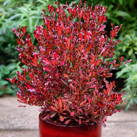 Coprosma 'Pacific Sunset', Coprosma 'Pacific Sunset' in GardenTags plant encyclopedia