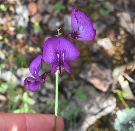 Saving the beautiful small Purple Pea – Watershed Landcare Incorporated