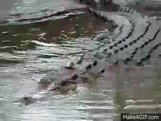 Crocodile GIF - Find & Share on GIPHY