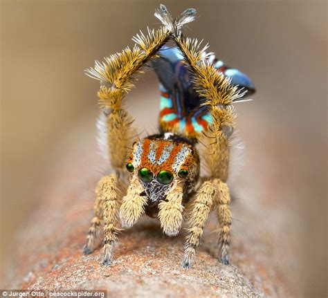 4E869D0700000578-5984777-The_Maratus_unicup_peacock_spider_which_was_discovered_by_biolog-m-31 ...