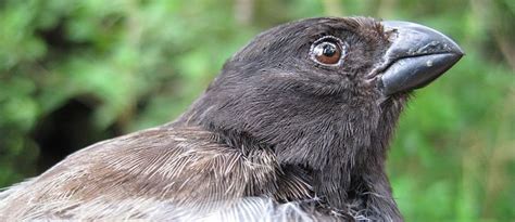 Darwin's Galapagos Finches - Galapagos Safari Camp