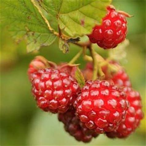 Raspberry Varieties for the Home Garden - P. Allen Smith