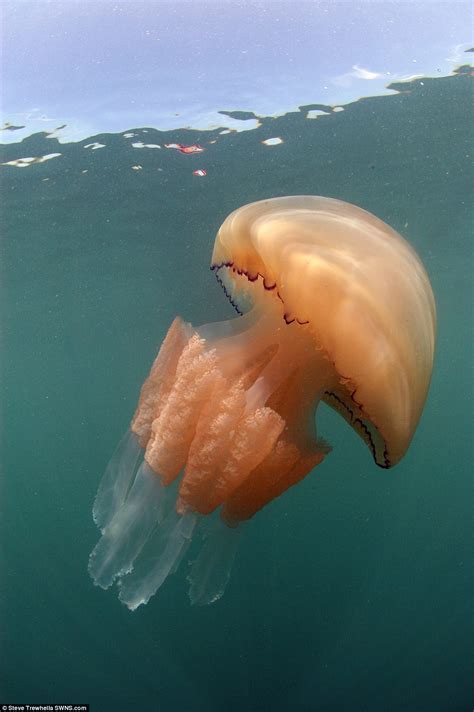 Thousands of giant jellyfish are massing off beaches of south-west Britain | Daily Mail Online