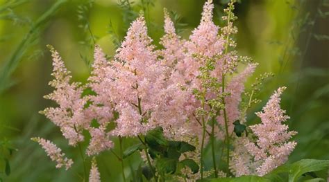 19 Different Types of Beautiful Astilbe Varieties