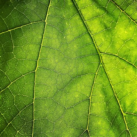 Leaf Texture Pictures | Download Free Images on Unsplash