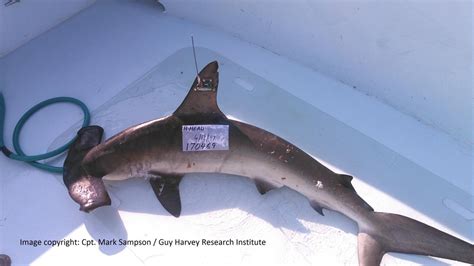 New shark research targets a nearly endangered species