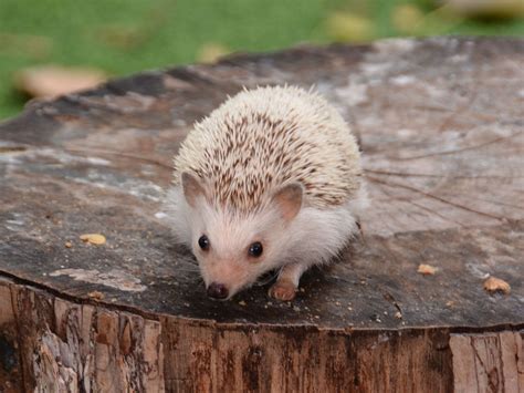 Four-Toed Hedgehog: Profile, Facts, Traits, Size, Cute, Baby - Mammal Age