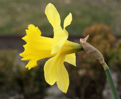File:Narcissus pseudonarcissus flower – side.jpg - Wikimedia Commons