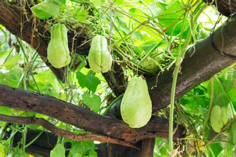 How to Grow Chayote » Tips for Successful Growing