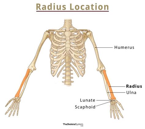 Radius (bone) Wikipedia | v9306.1blu.de