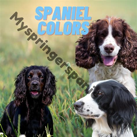 English Springer Spaniel Colors - Are They All The Same?