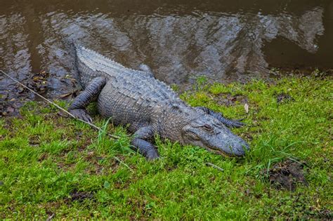 JaredDavidsonPhotography: East Texas Gator Farm