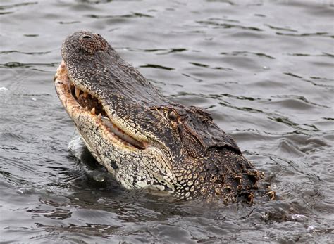 Alligator Eating Fish | Phil Lanoue Photography