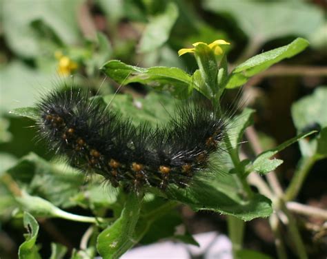 Fuzzy Orange Caterpillar Identification