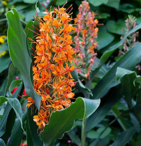 Hedychium 'Tara' (Ginger Lily)