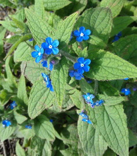 English Plants: WILDFLOWERS DOWN OUR LANE