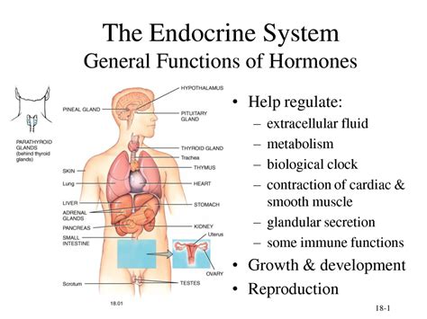 Endocrine System - Brandon Perez Anatomy and physiology final